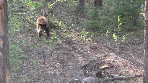 Cinnamon Black Bear Plays with Wyndscent Units