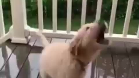 Perrito le gusta la lluvia Perritos y otros animales