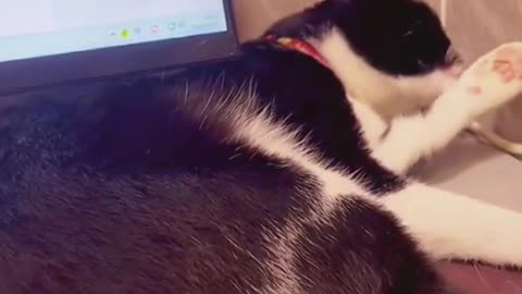 Cat How can I scratch more and more itchy😩