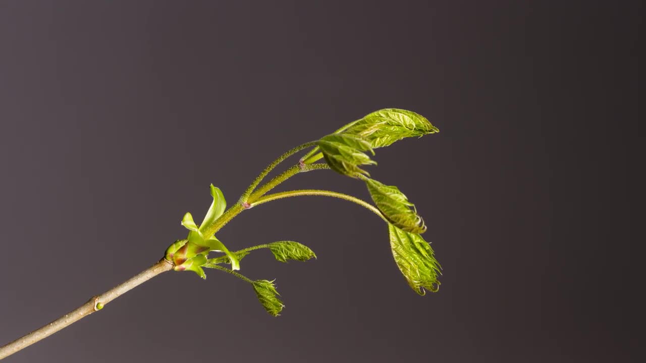 Time-Lapse Bud Sprouts Flower Leaf Free stock footage