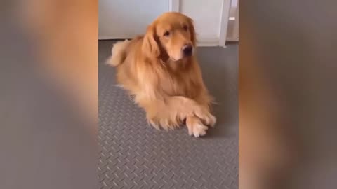 Cats ad dogs funny video