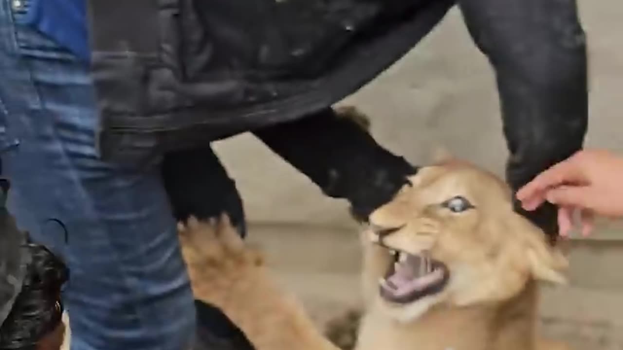 Dangerous Lion Cub Got His Medicans--🦁