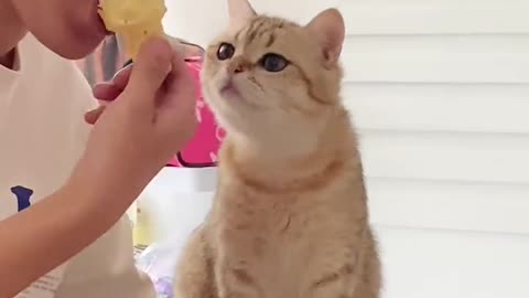 Funny cat