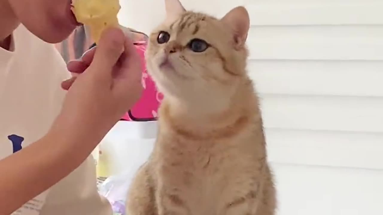 Funny cat