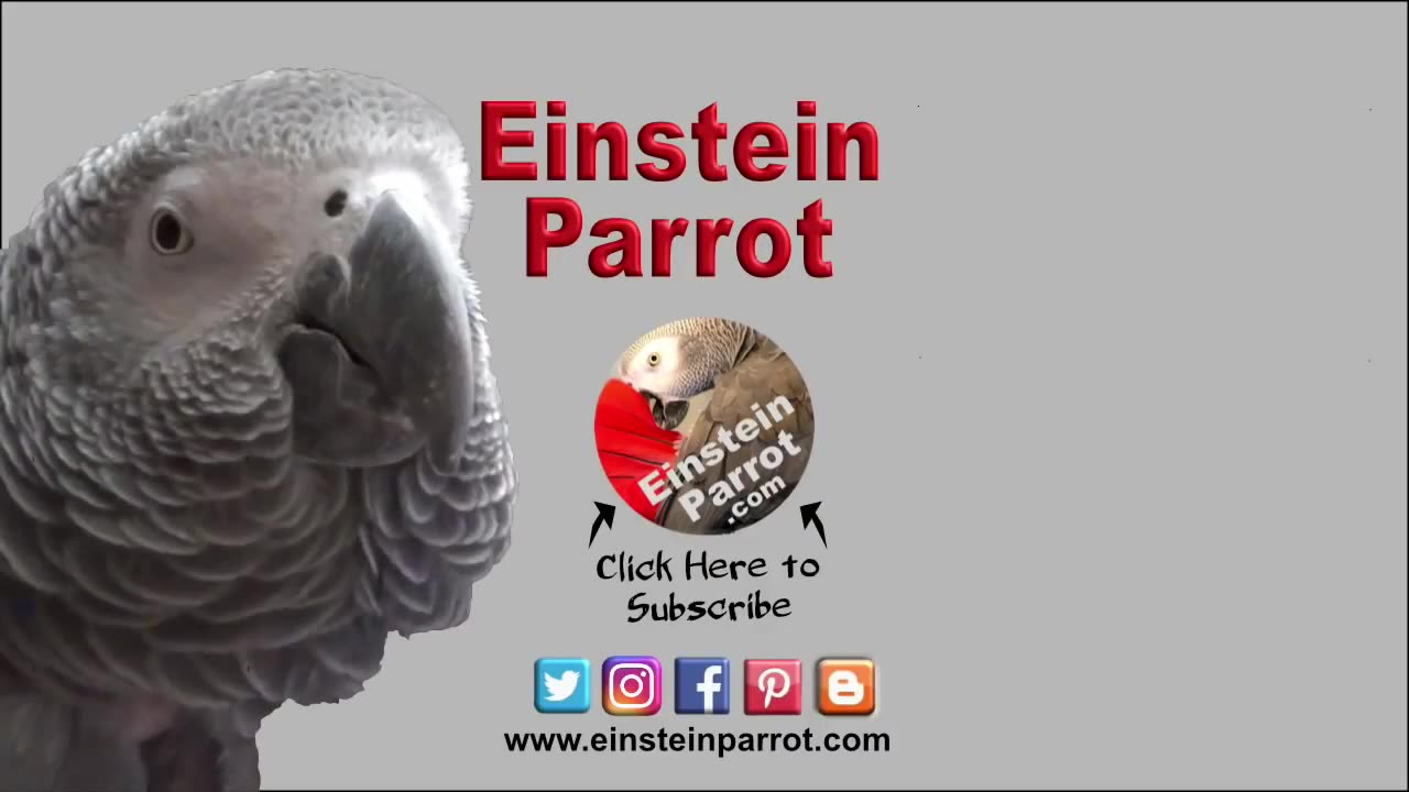 Einstein is talking like crazy!