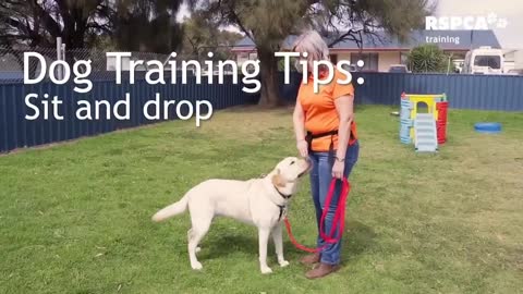 Dog training videos || how to tread your dog