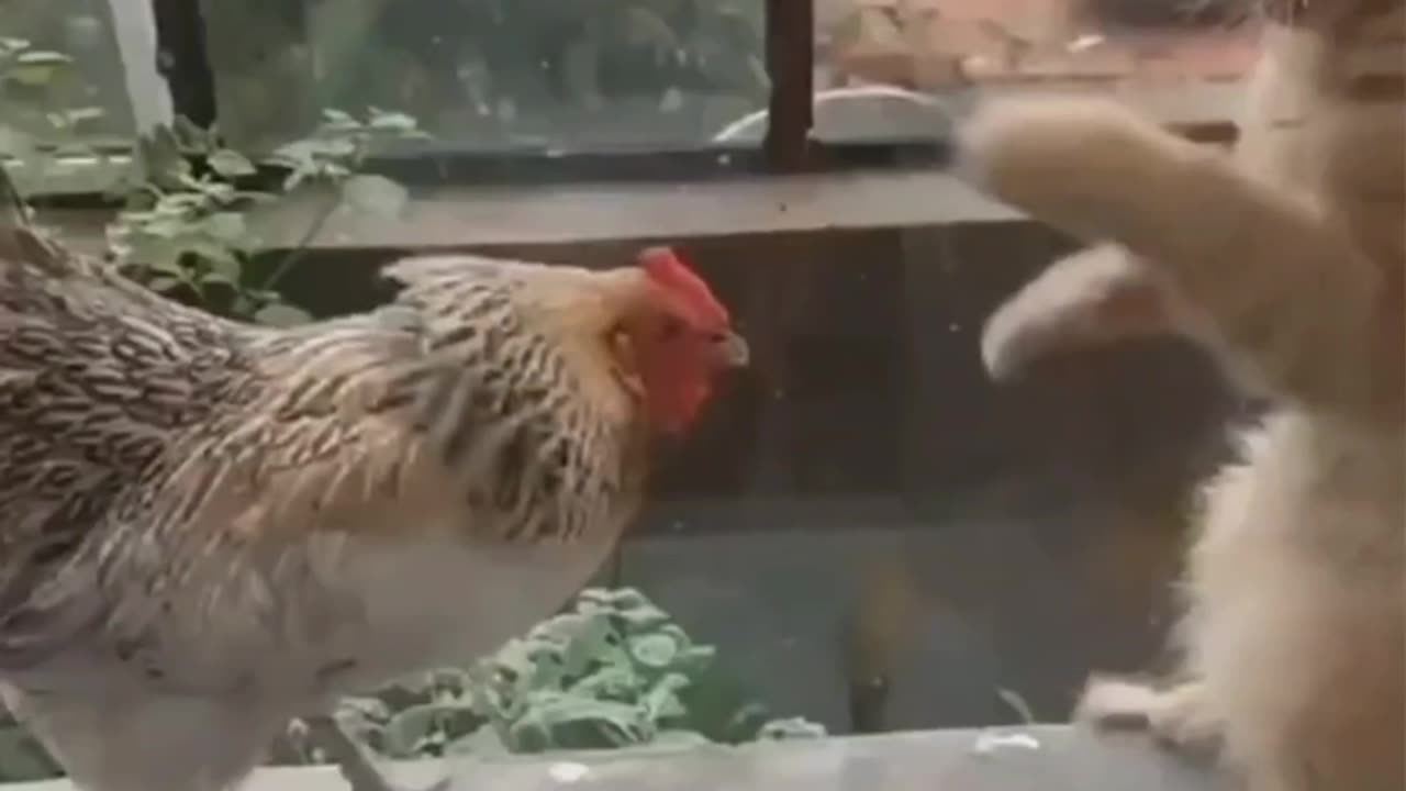 Cat act as a mother of hen