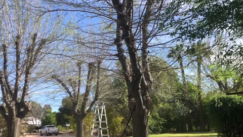 Cut limb tree bees