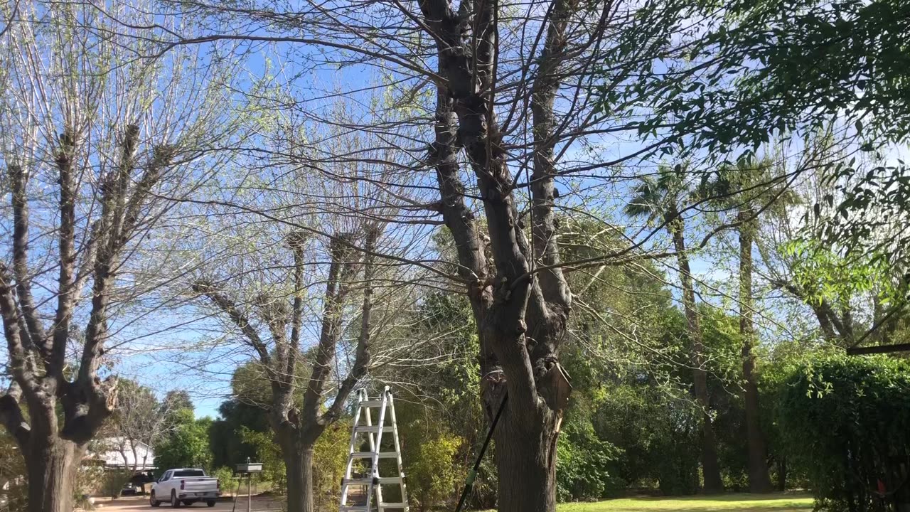 Cut limb tree bees