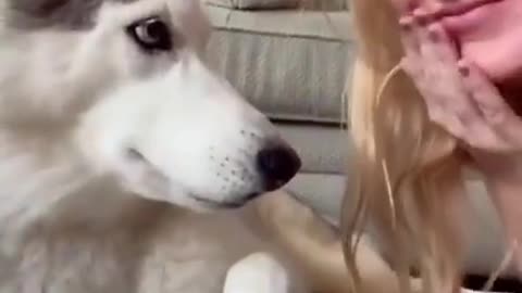 Try Not to Laugh Challenge - Funny Dog Videos