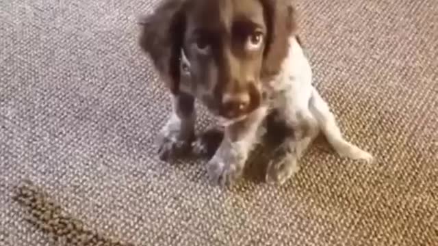 Animals Acting Cute for stress reliefed _ Cute Animals Compilation Part 2