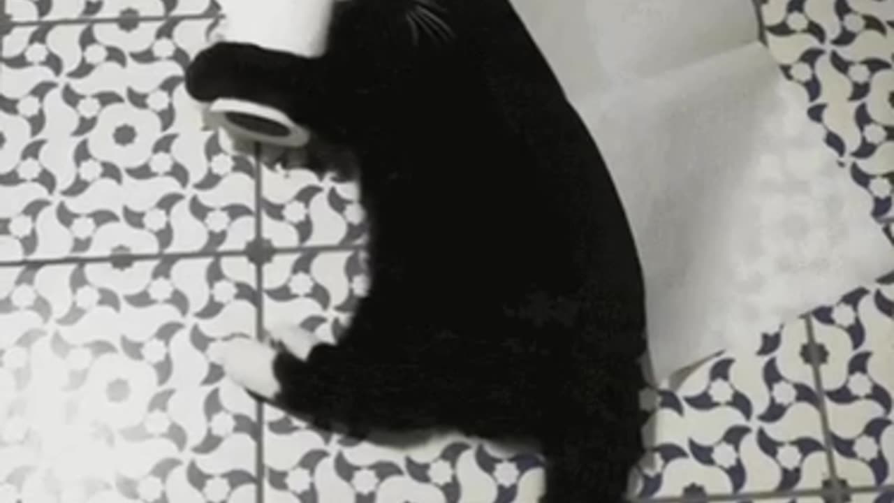 Cute Cat Gif