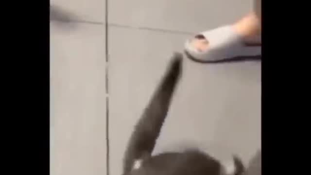 Funny cat playing