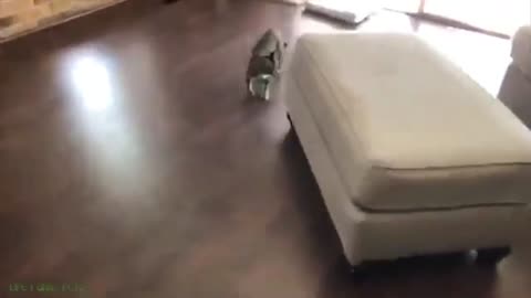 Cat Walk In Room