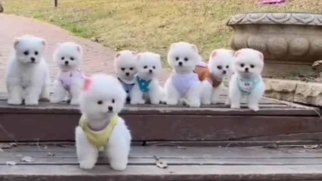 pocket Pomeranian dog #shortvideo #viral #views