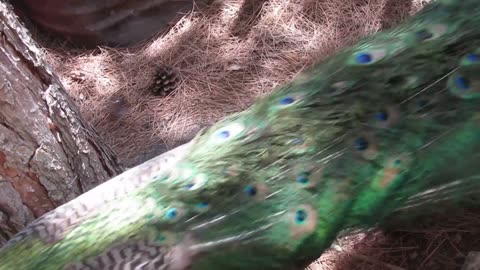 Melanistic pheasant