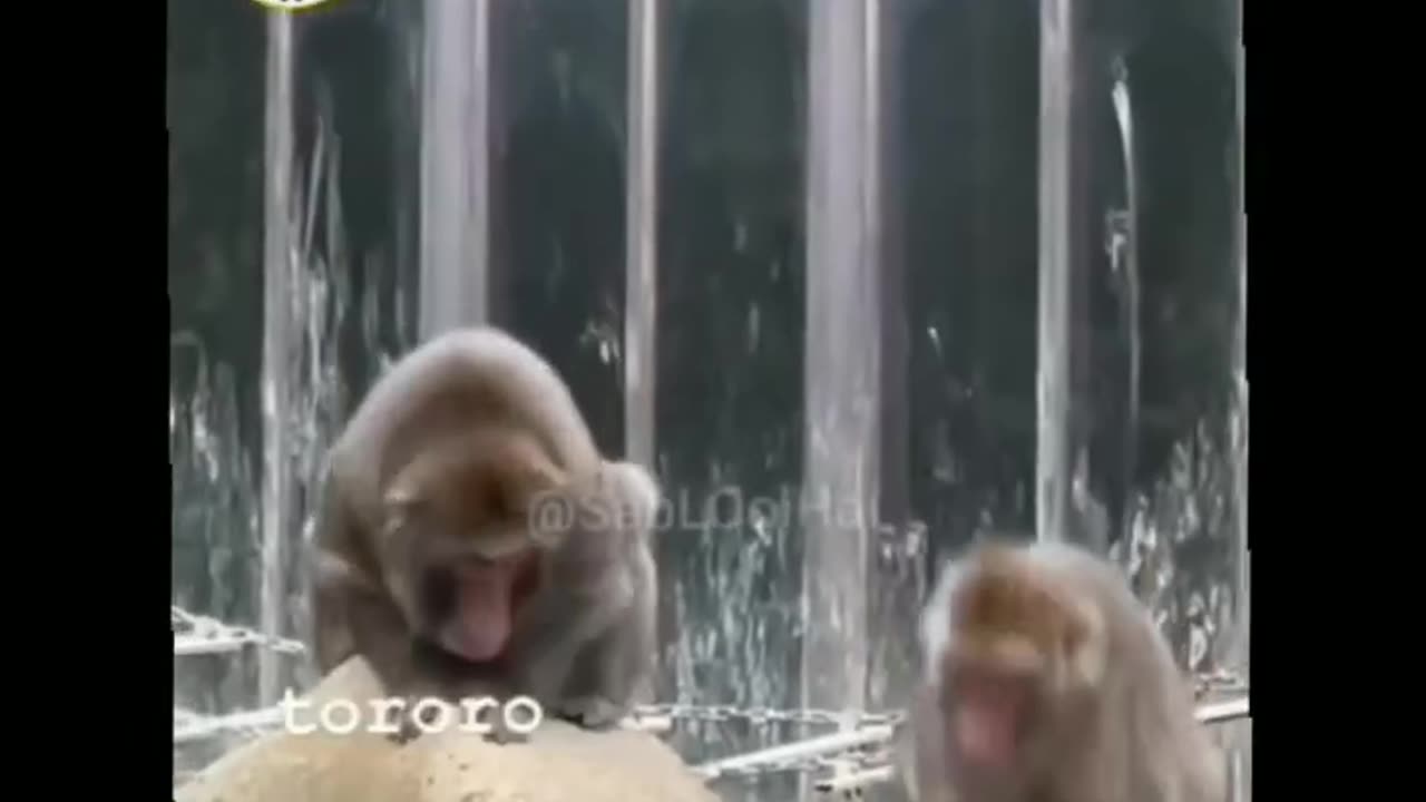 funniest monkey you have ever seen