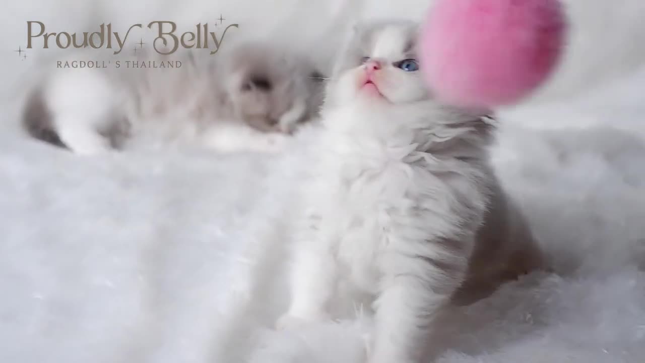 Adorable ragdolls | Proudly Belly Ragdoll's Thailand
