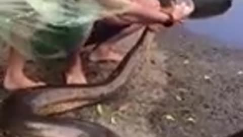Anaconda