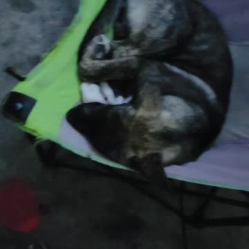 Puppy having a dream.