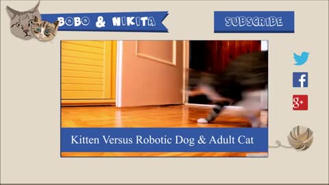 Nikita's Funny Defensive Sounds (as a Cat & Kitten)