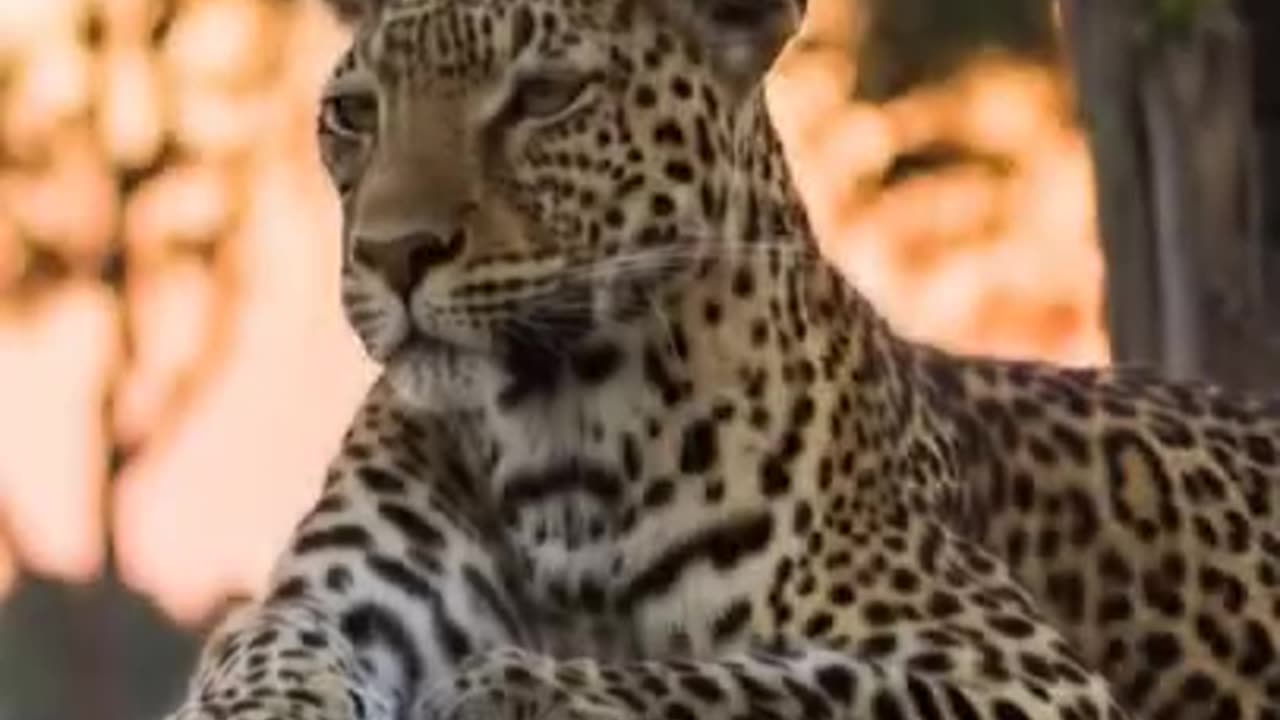 Rulers of the Wild