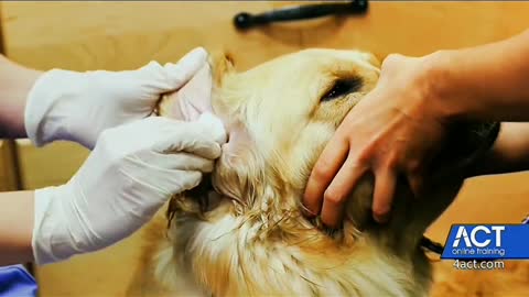 Brother Bing's pet products, the dog's favorite part to be touched,