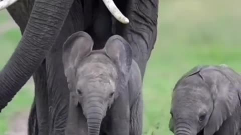 Elephant With Baby, Cute Elephant baby