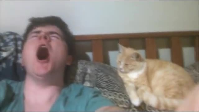 what my cat does Whan i Yawn 🥱