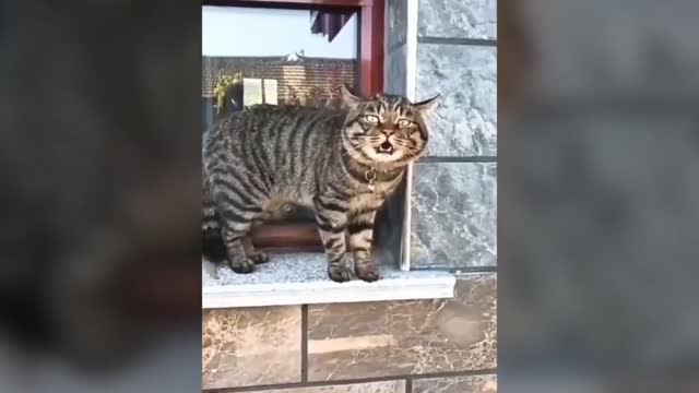 Hilarious Talking Cats