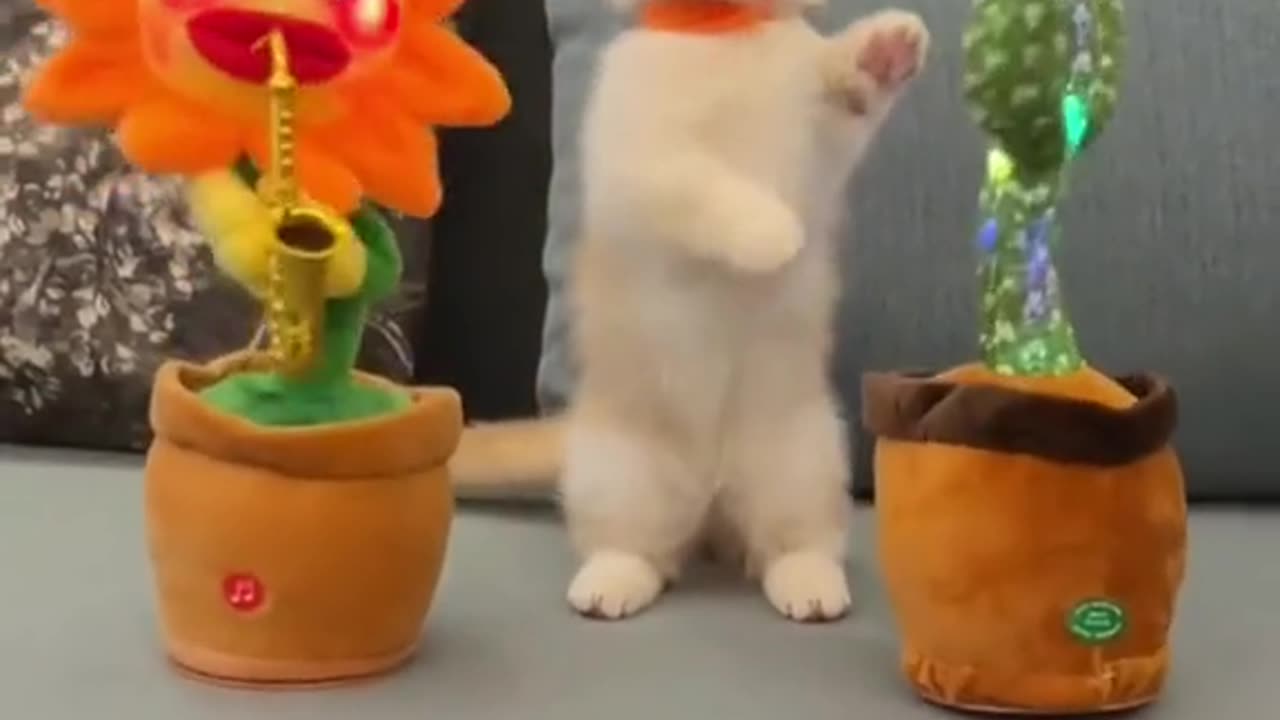 Funny Cat