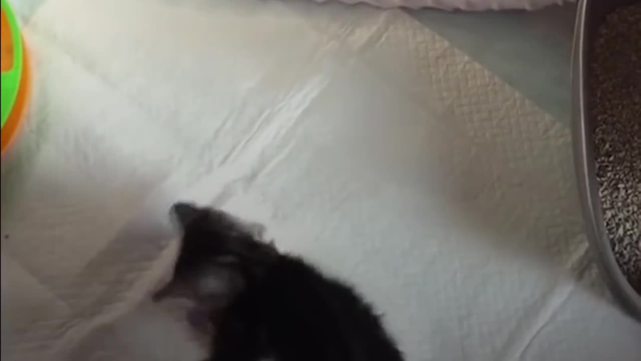 Dog Person Falls in Love with Foster Kitten And Now They're Inseparable | The Dodo