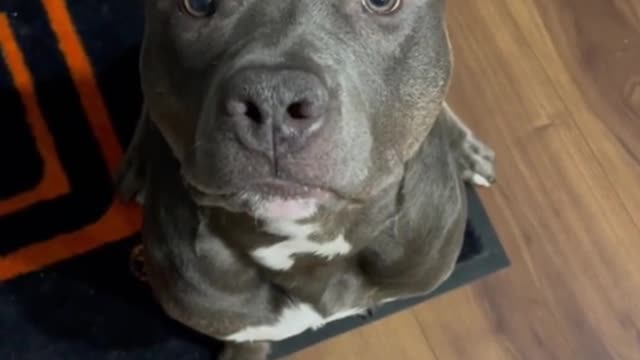 How about giving the dog a look