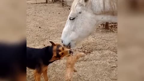 Look at that innocent look in the dog's eyes