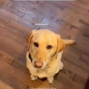 Dog wait for guilty 🐶