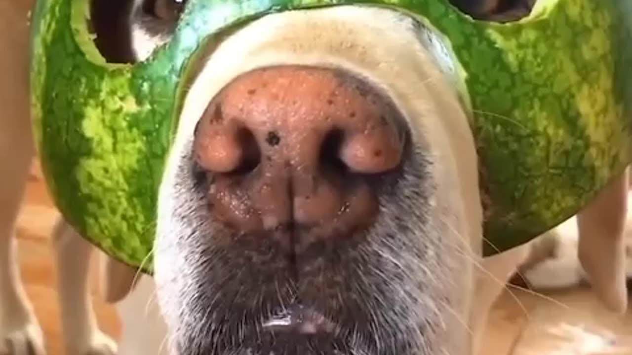 Dogs 🐶 funny video 🤣