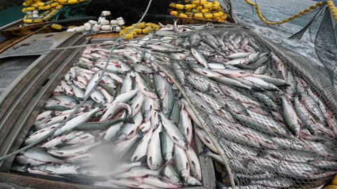 ALASKA FISHING