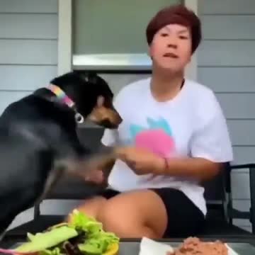 Dog Forced To Eat Vegan Has Surprise For Owner