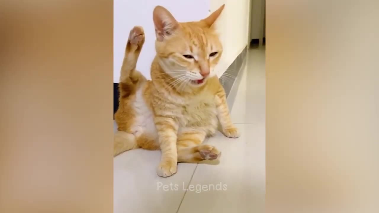 Funny Cat Video 😂😂