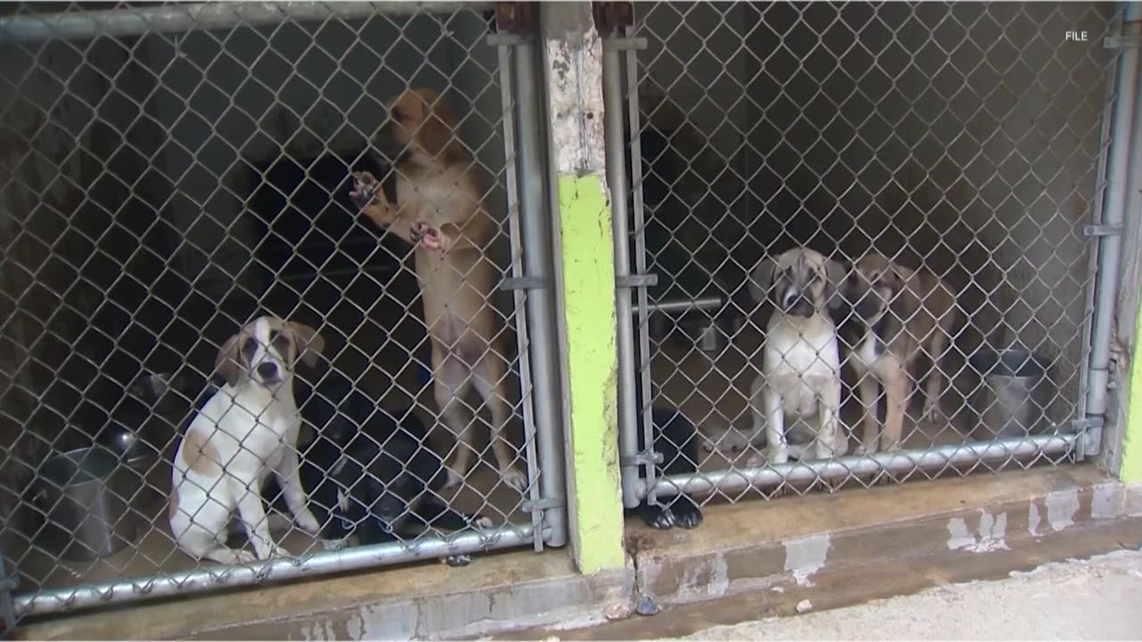 animal shelters -#people please share and follow my channel