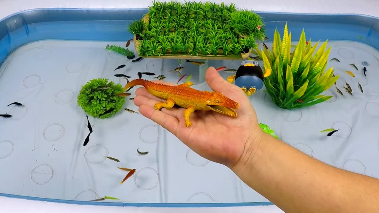 Cute Animals, Running Crocodile, Sharp Toothed Shark, Wolf Fish, Goldfish, Tiger Fish, Crab, Carp