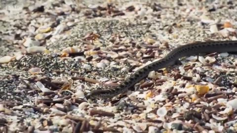 The snakes coming out of the rocks was like something straight out of a horror movie