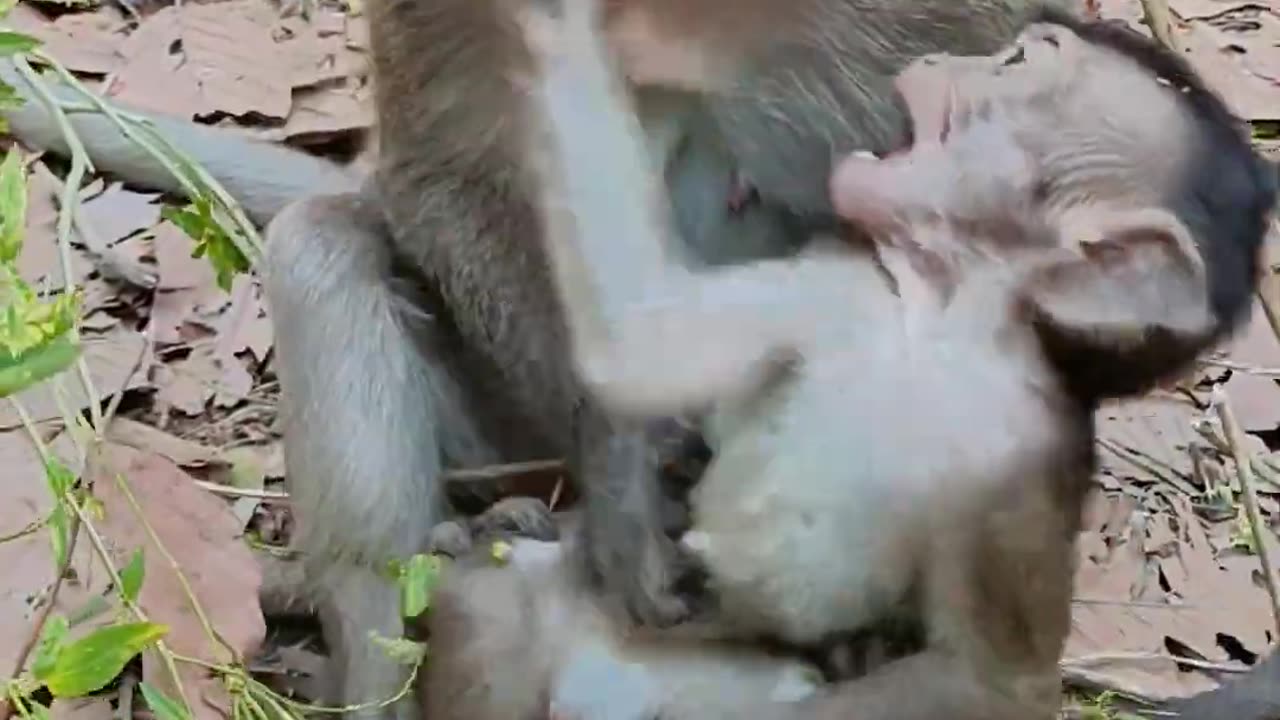 Small adorable little monkey play with mom 😍😍