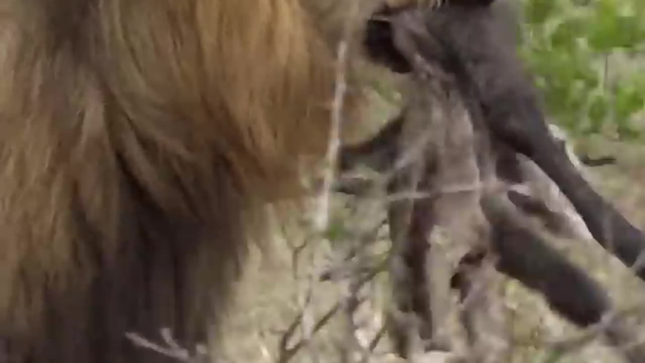 Notably agile Lion collects his snack atop a tree