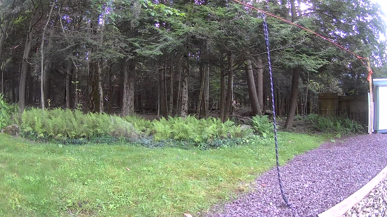 Cannn_____u________spot_______the______trees and trees