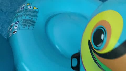 Bird Relaxes on Pool Float