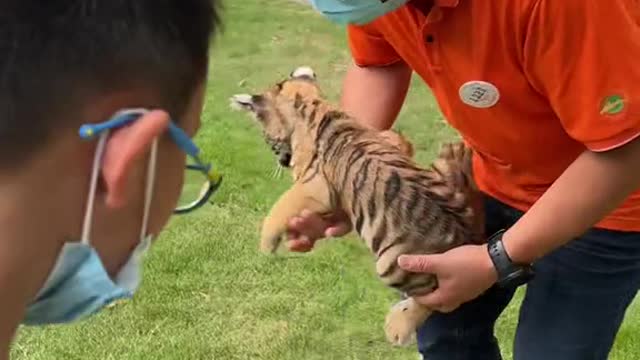 Baby tiger takes a bath