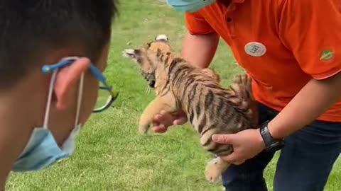 Baby tiger takes a bath