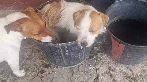 Dogs Multitask Water Resources