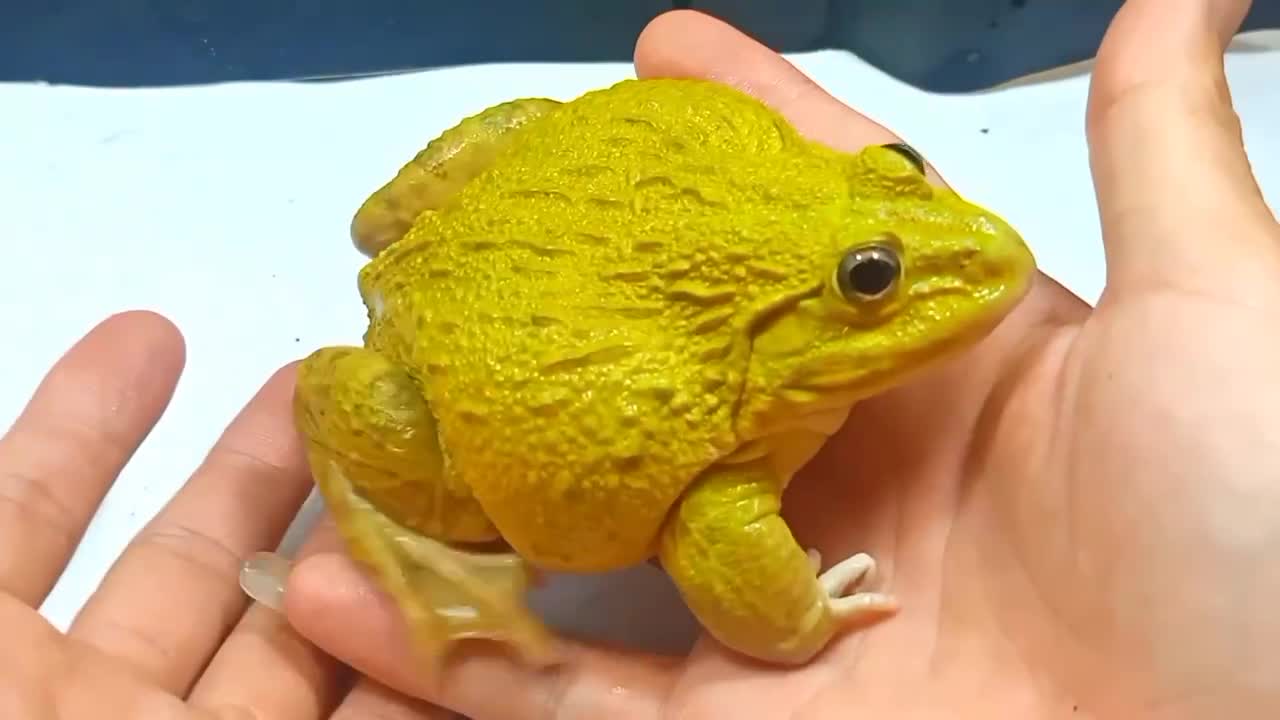 Big frog